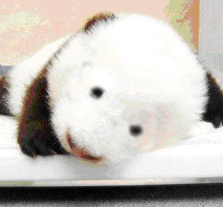 我是國寶熊貓
